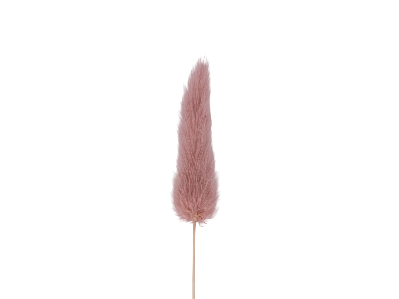 Pampas rosa antico in confezione da 10 pezzi