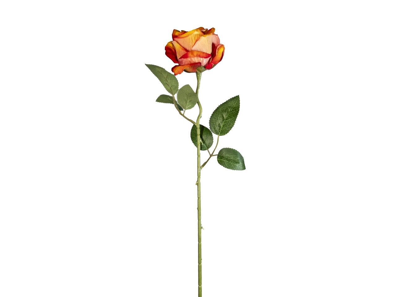 Rosa velvet amour arancione 50cm