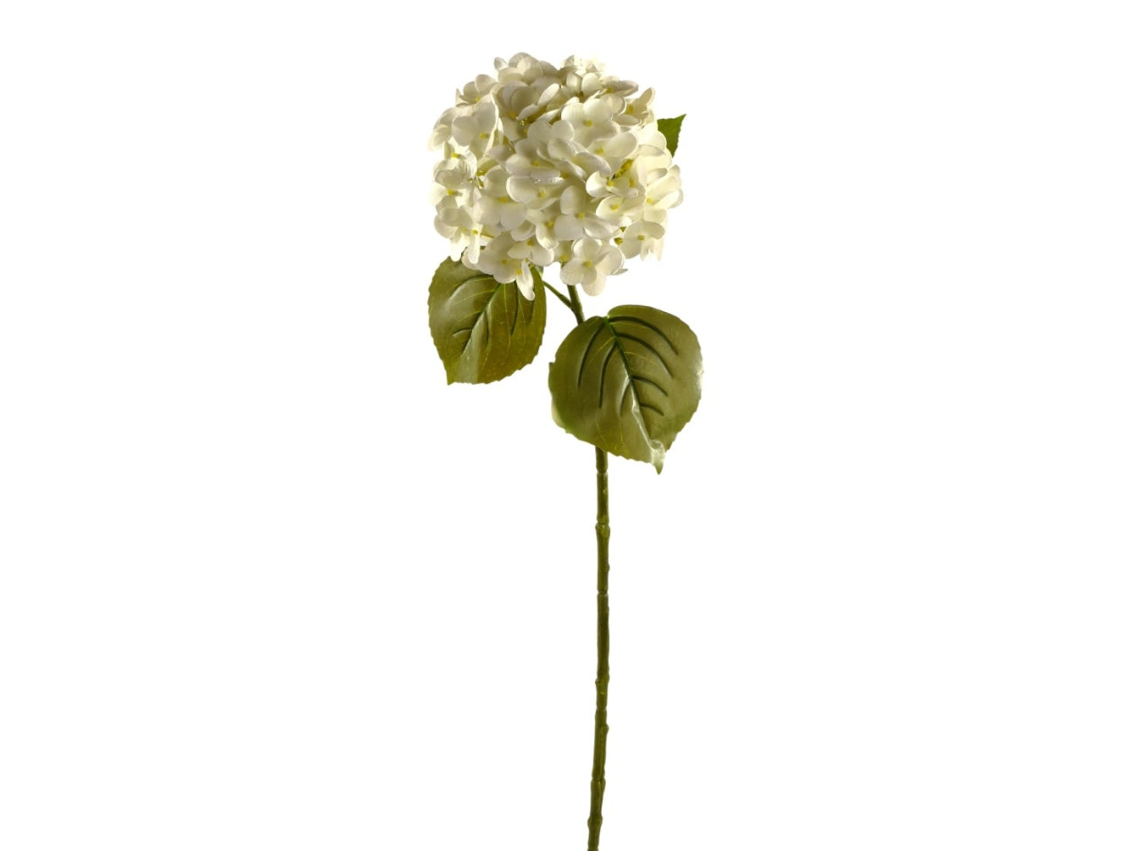 Ortensia singola crema
