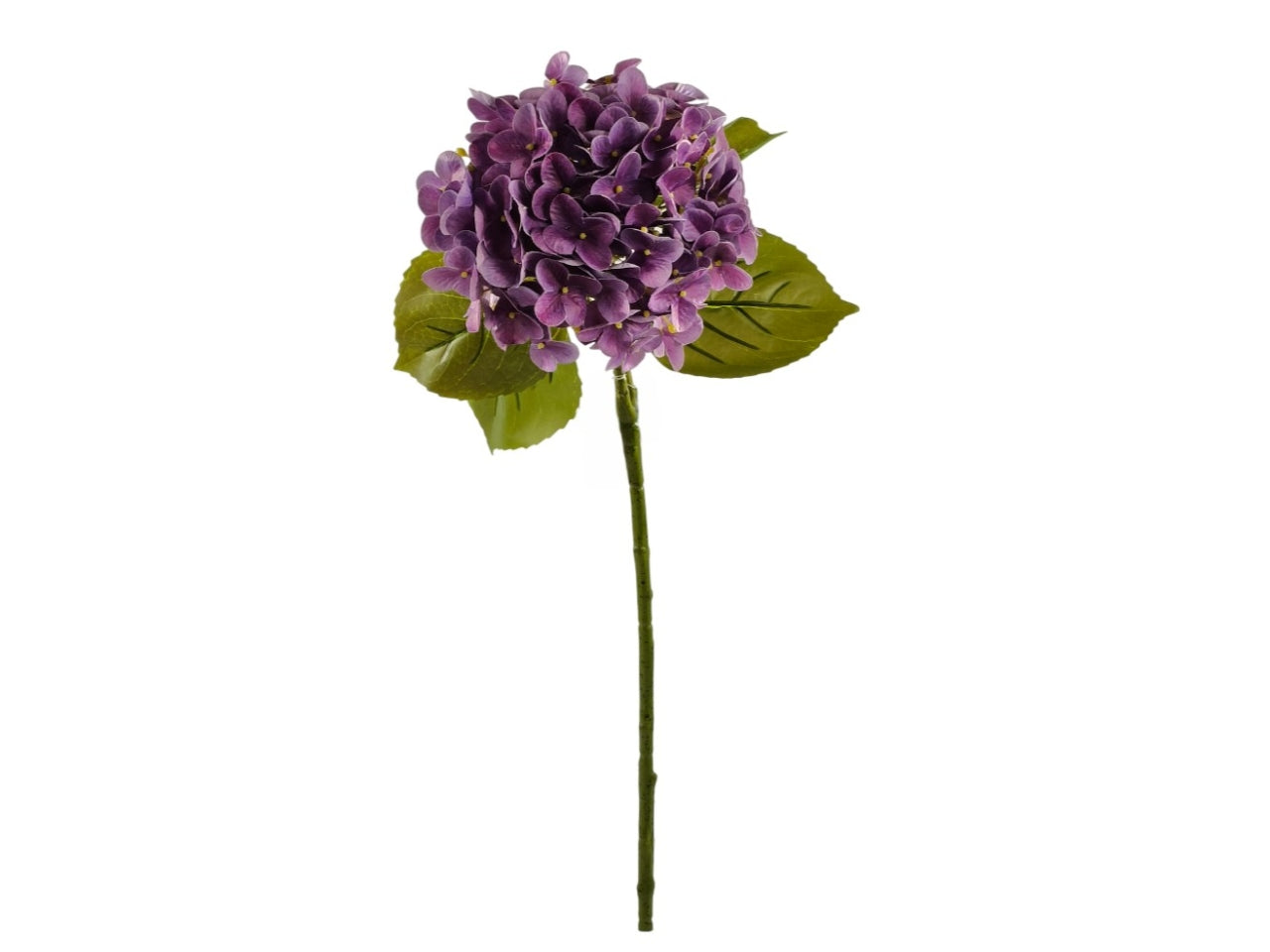 Ortensia singola lavanda