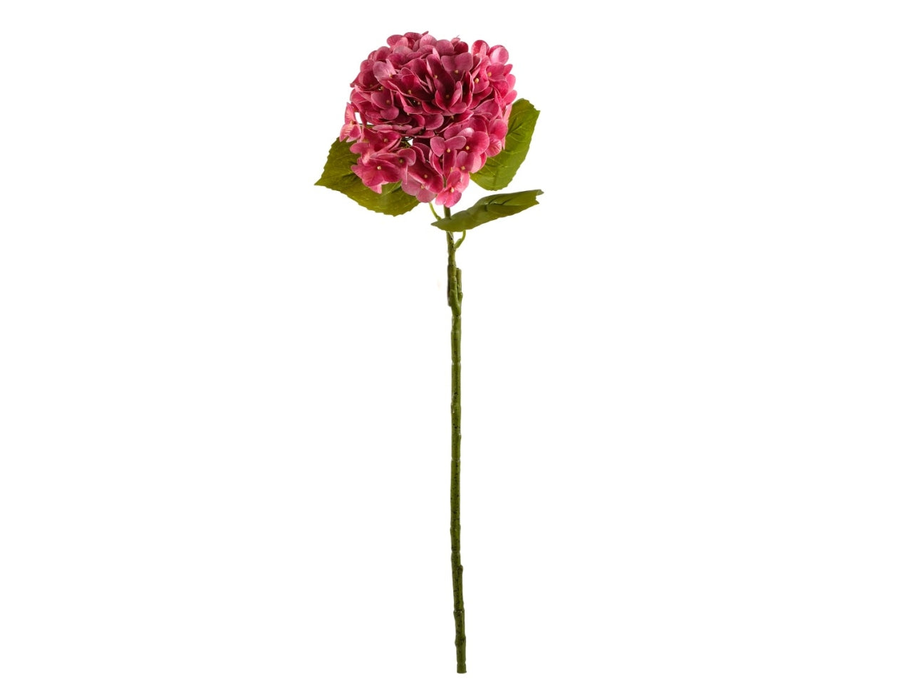 Ortensia singola rosa