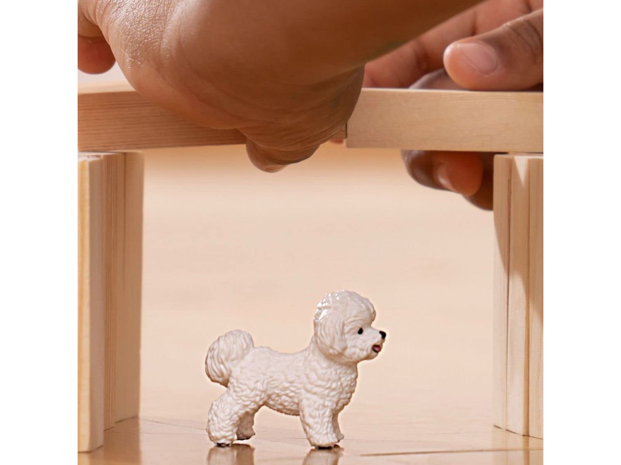 Bichon frise barboncino