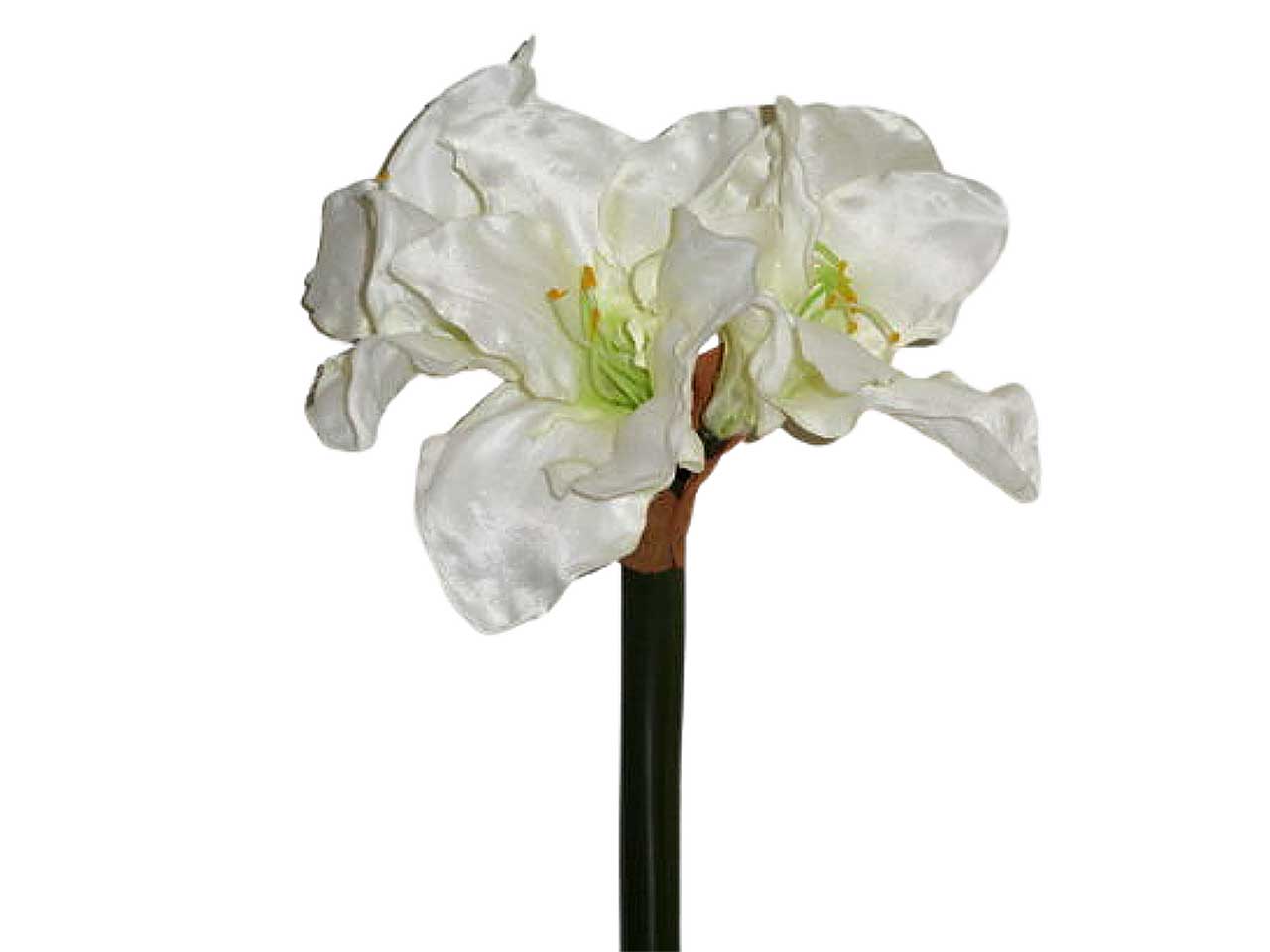 Amaryllis crema 9045