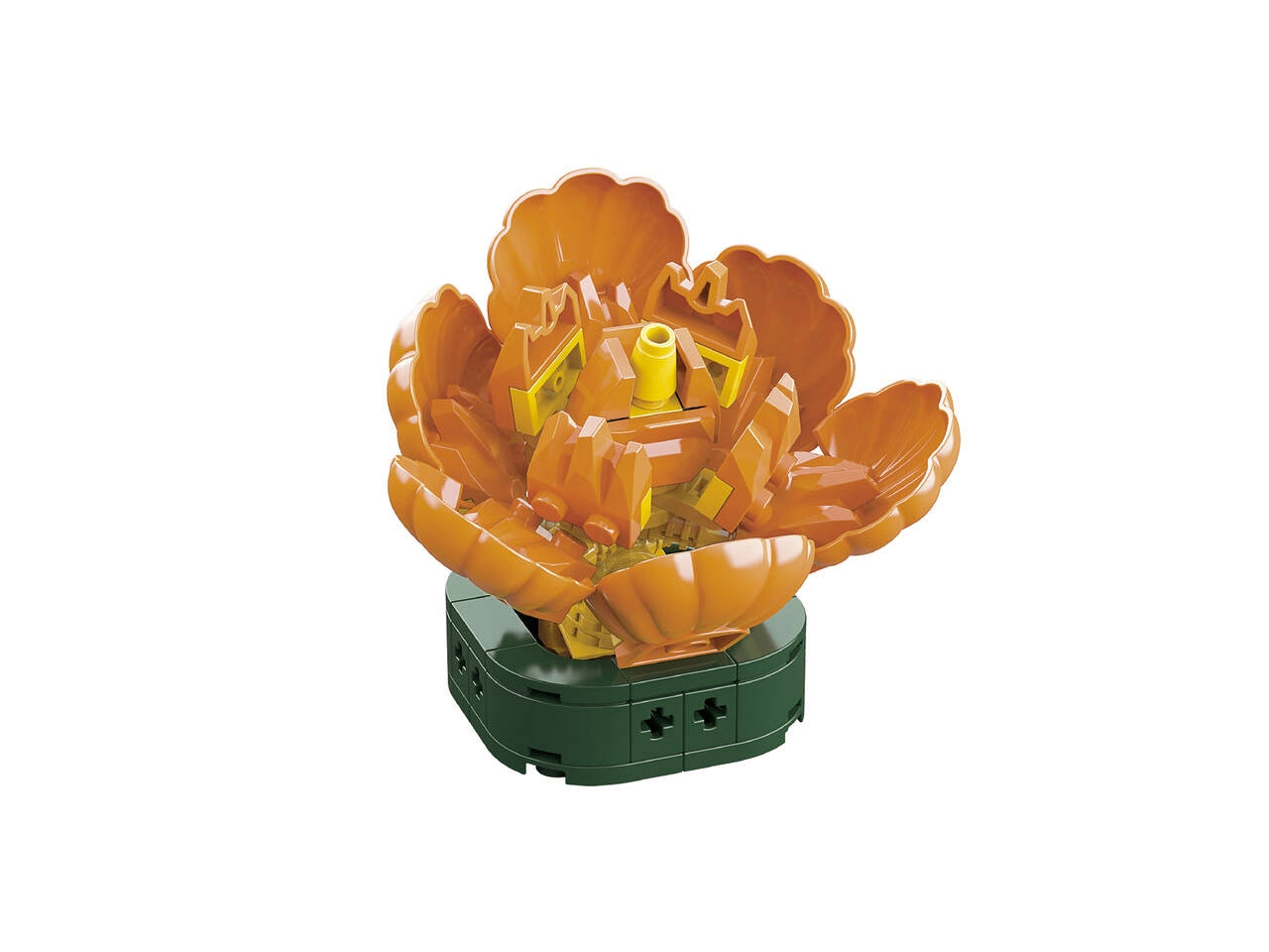 Cubix cubix piante grasse