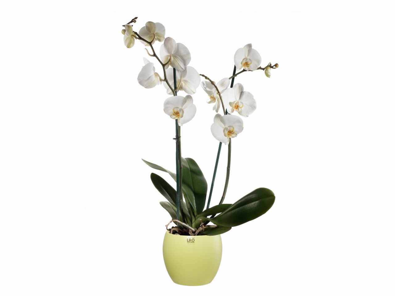 Cache pot d.16xh.13cm giallo opaco