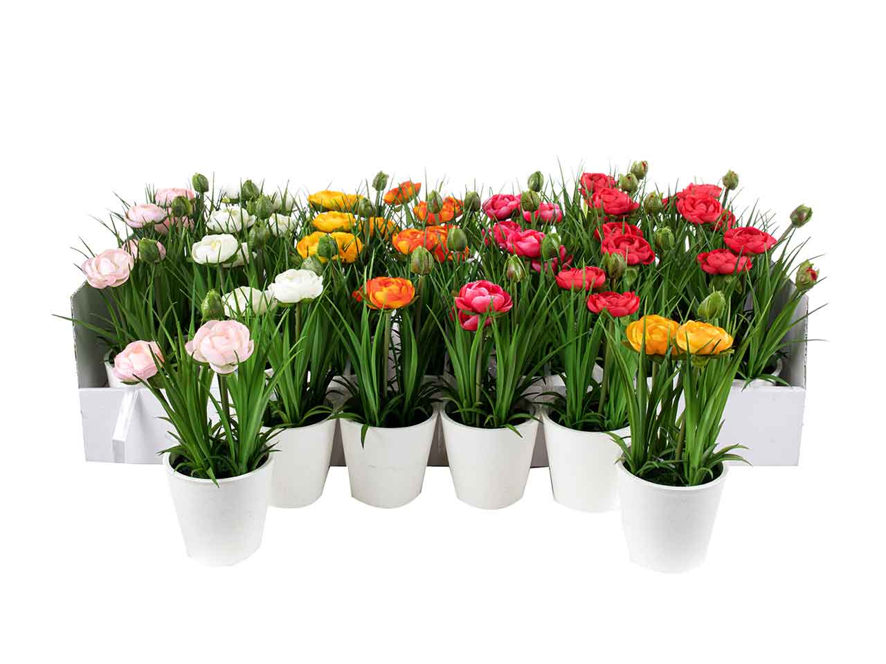 Piantina di ranuncoli h.21cm