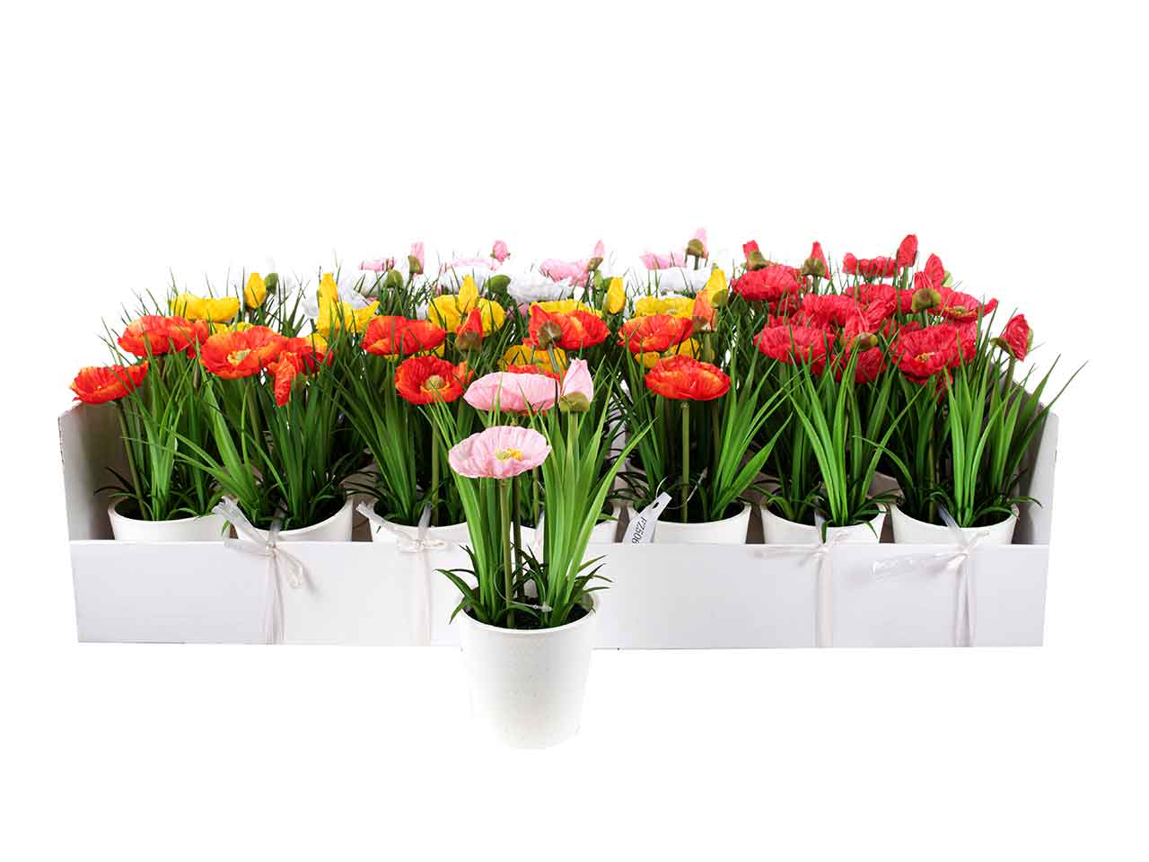 Piantina di papaveri h.21cm