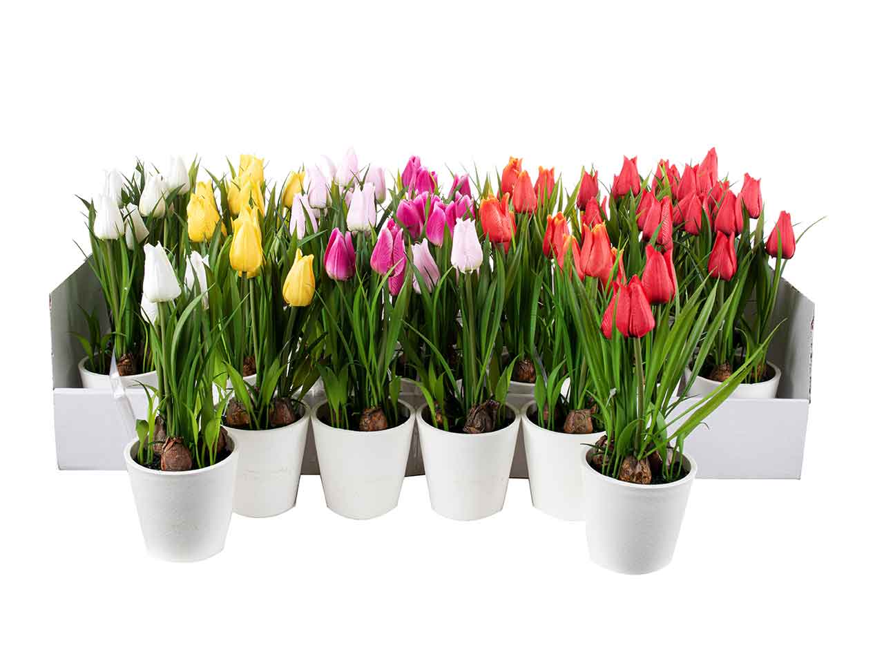 Piantina di tulipani h.21cm