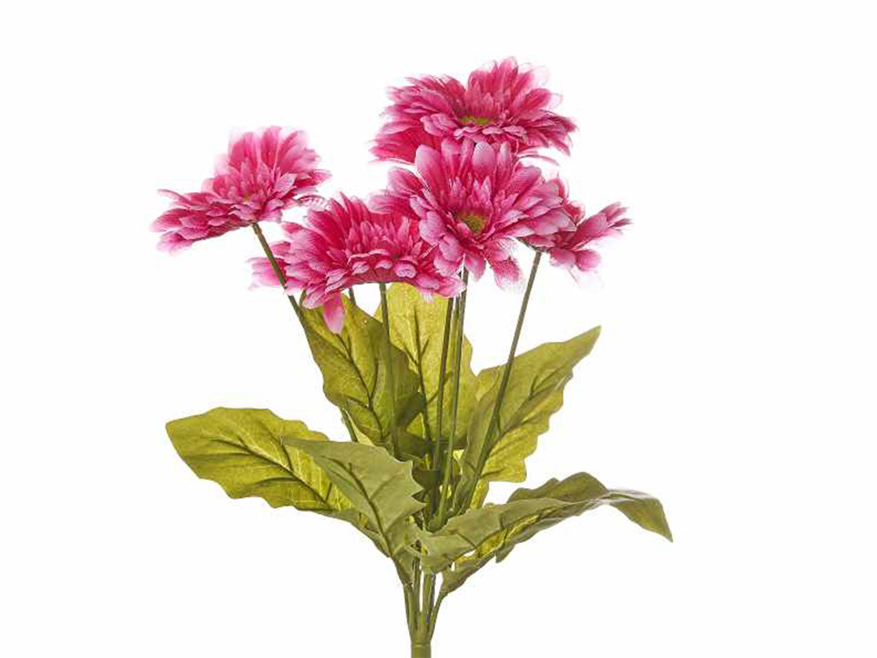 Mazzo di gerbere colore fucsia x 7