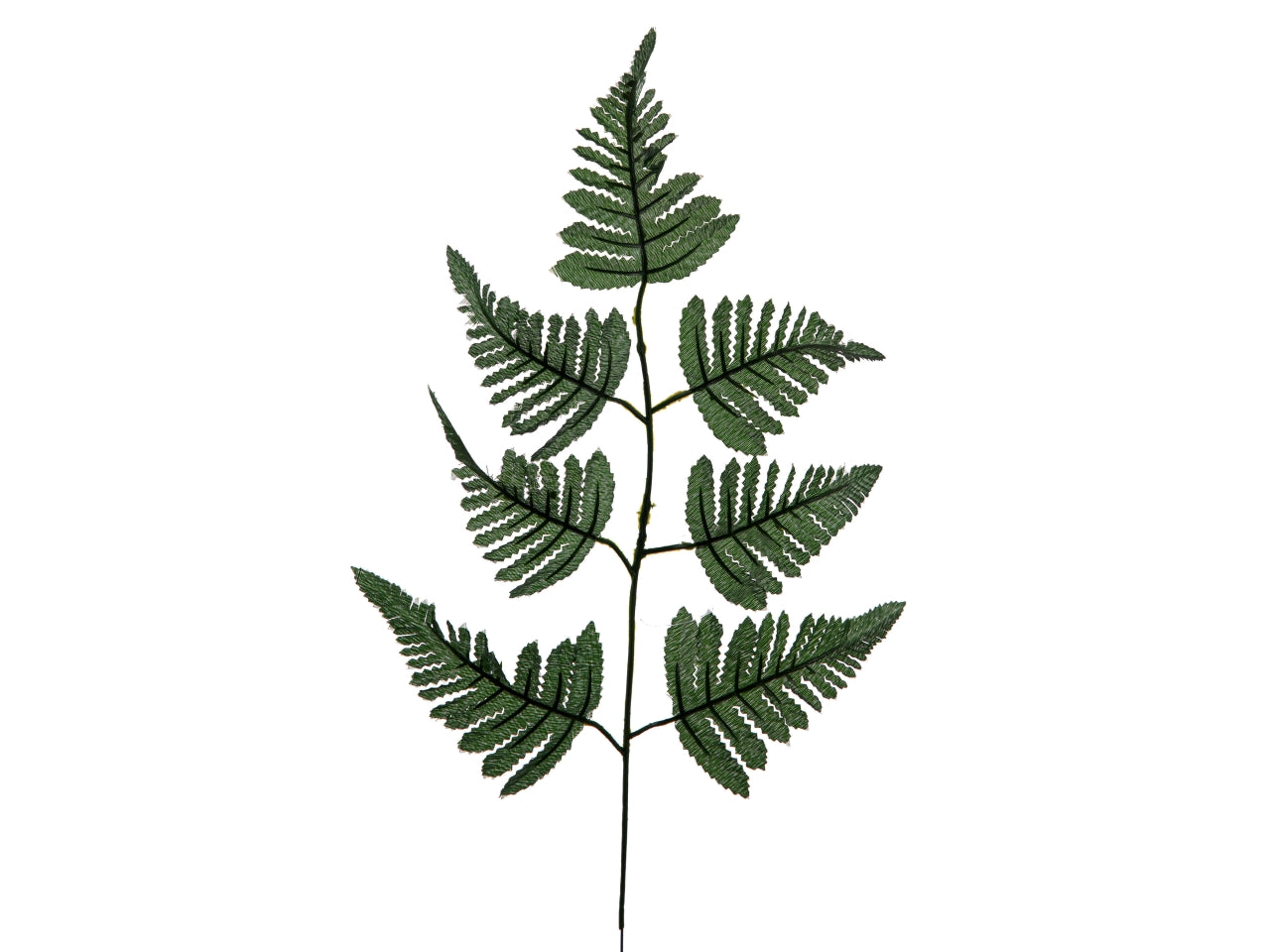 Foglia di felce misura 60cm