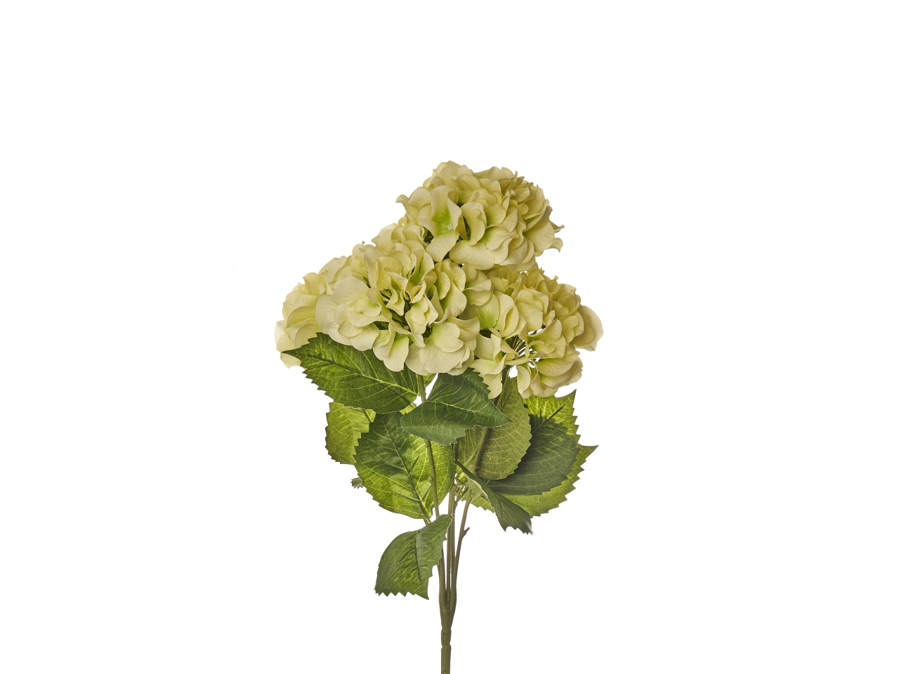 Mazzo di ortensie x 5 misura h.50cm colore verde