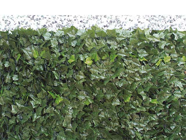 Arella sempreverde edera 1x3 790/4