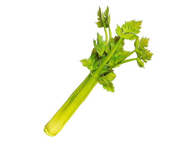 Mazzo sedano 39x18x18cm 1mme6