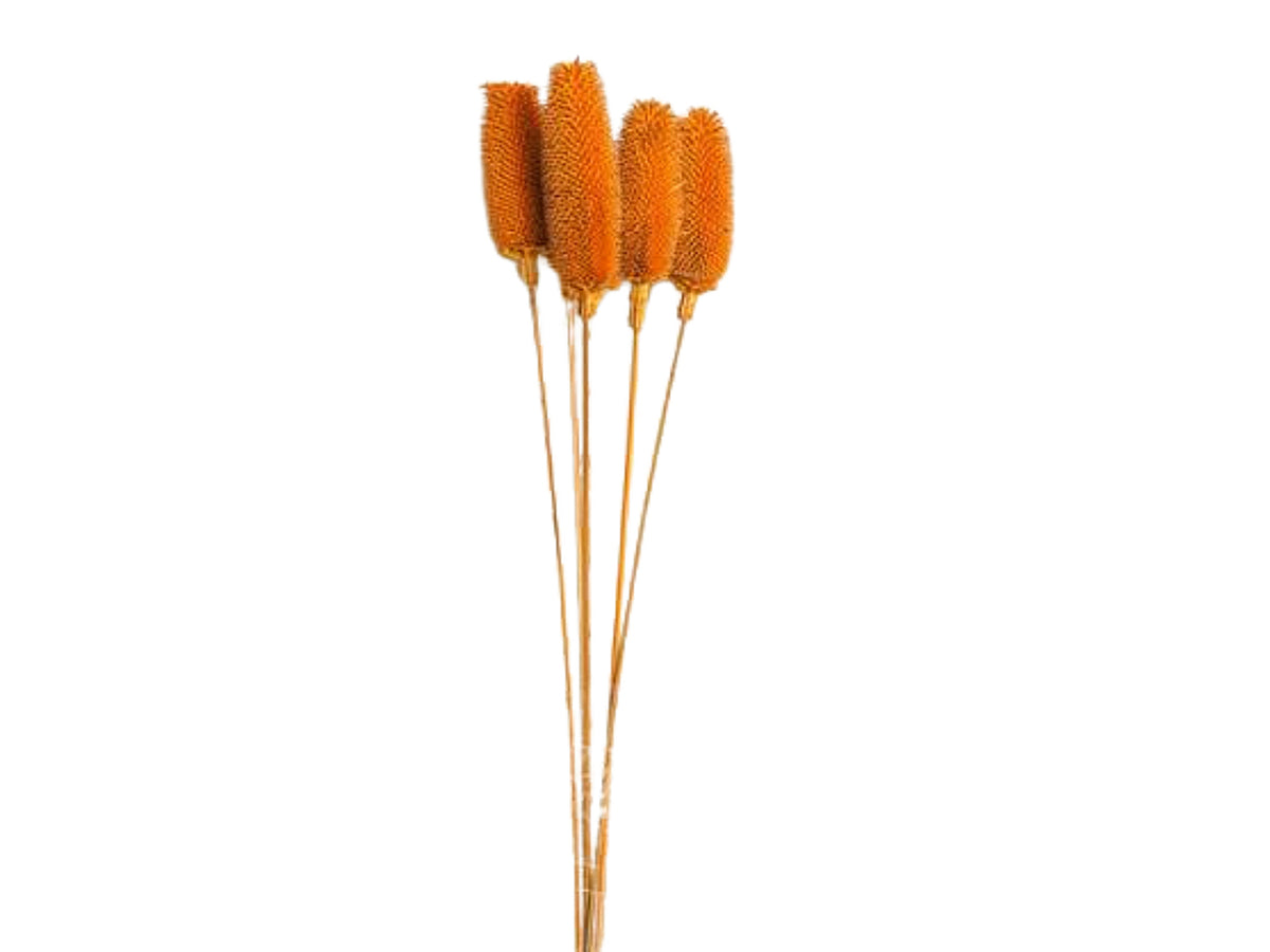 Ramo cardo 12x60cm 5 pezzi arancio 2sv2056