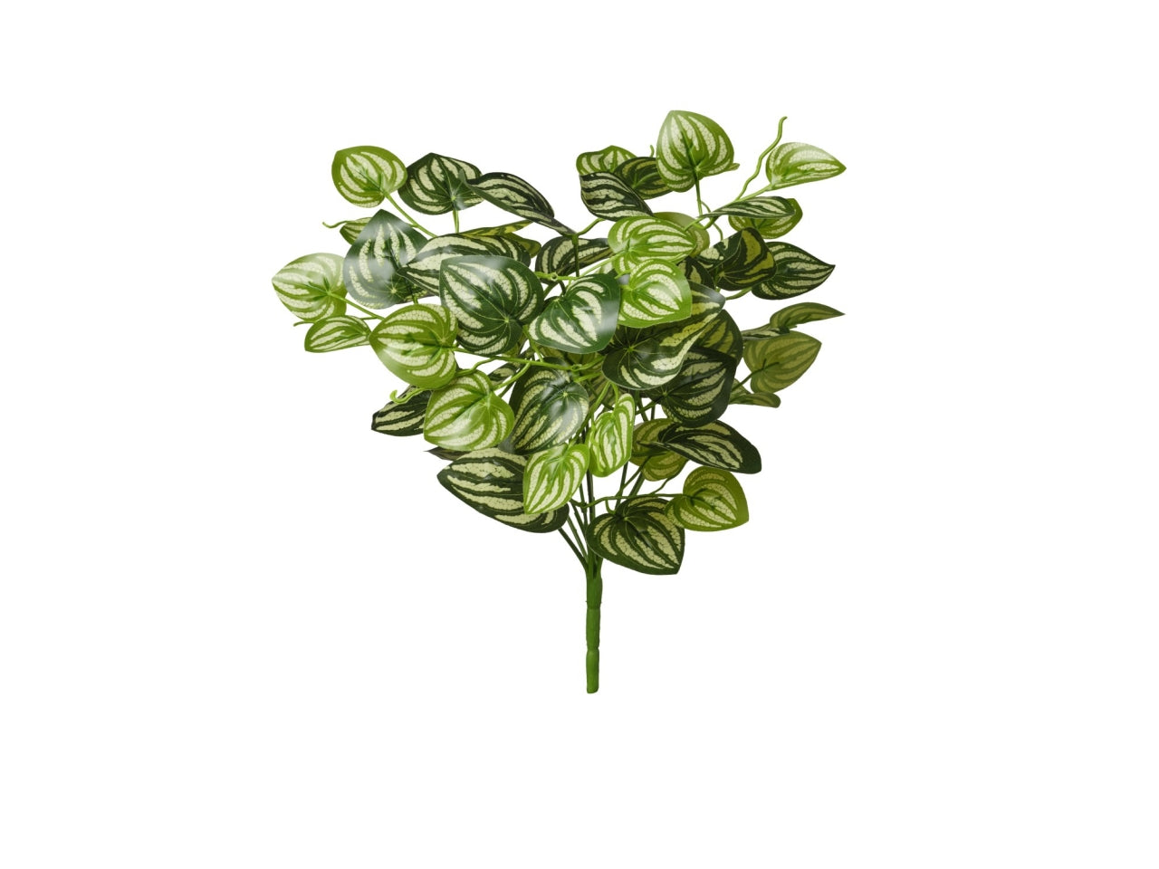 Mazzo di peperomia 35cm