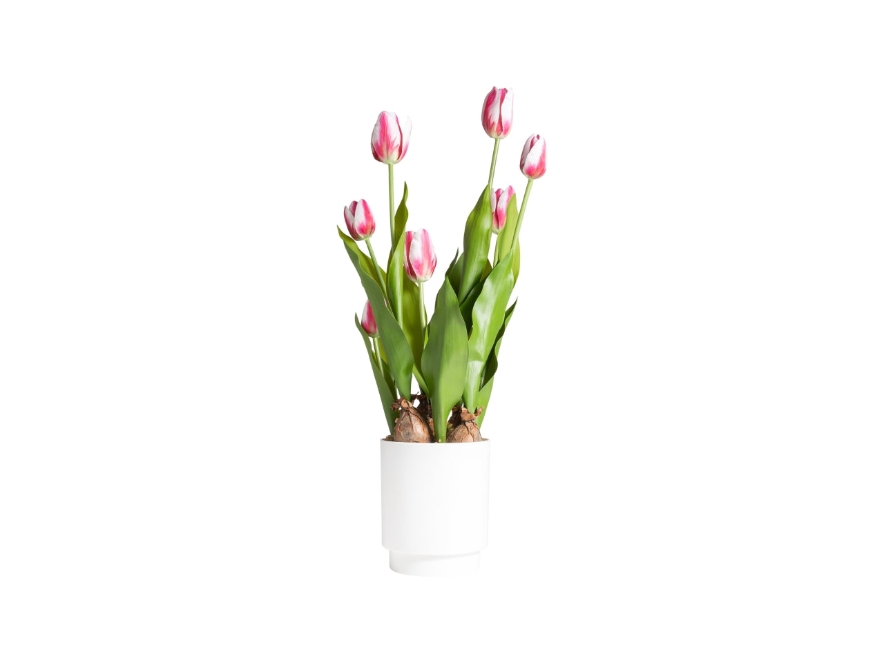 Tulipano fucsia in vaso d.12x12x53cm 7 fiori