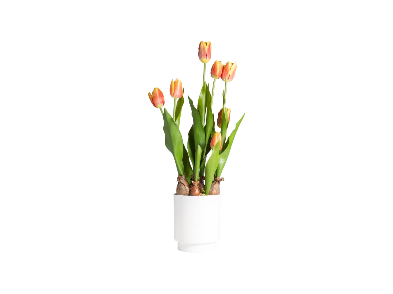 Tulipano arancione in vaso d.12x12x53cm 7 fiori