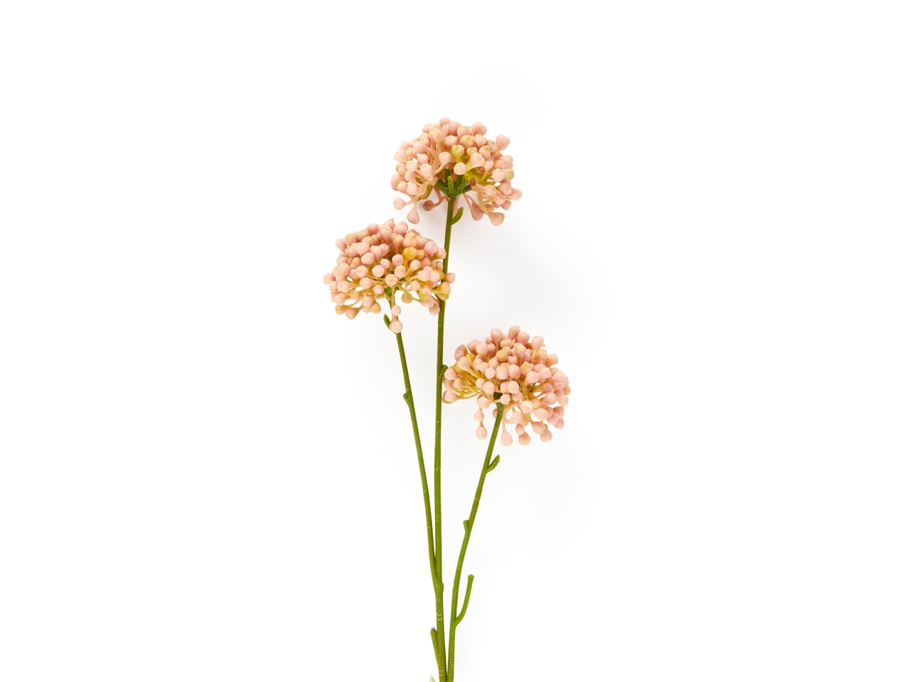 Boccioli di allium rosa in plastica h.60cm