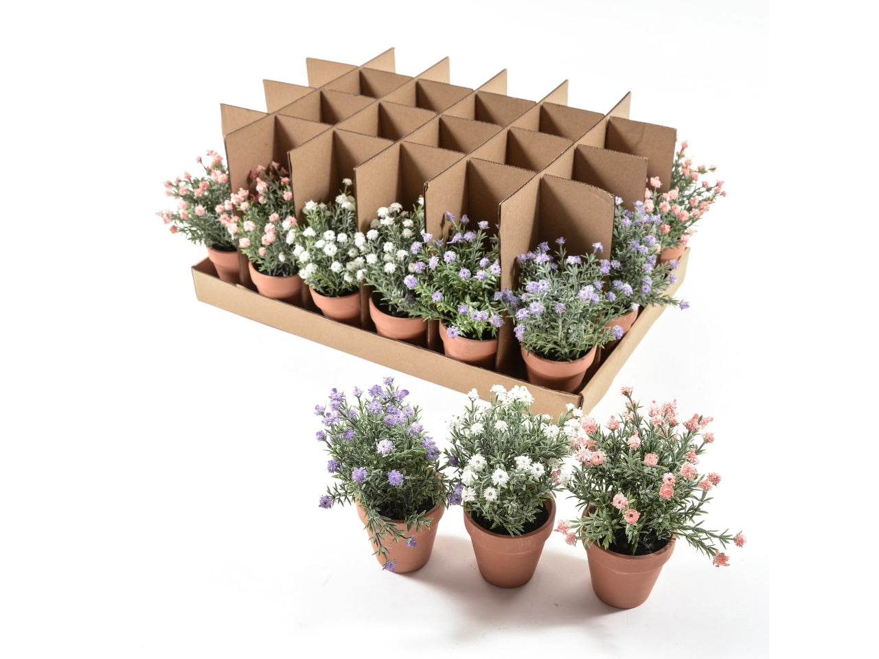 Piantina fiorellini di campo 12x12xh.20cm colori assortiti in espositore