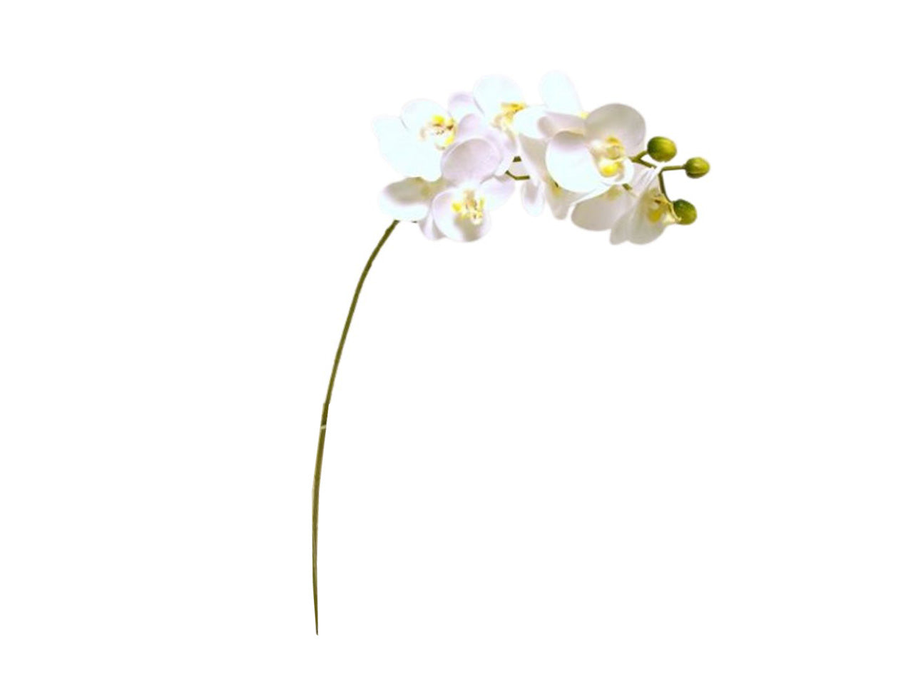 Mini orchidea phalaenopsis tocco reale colore crema con 9 fiori 63,5cm