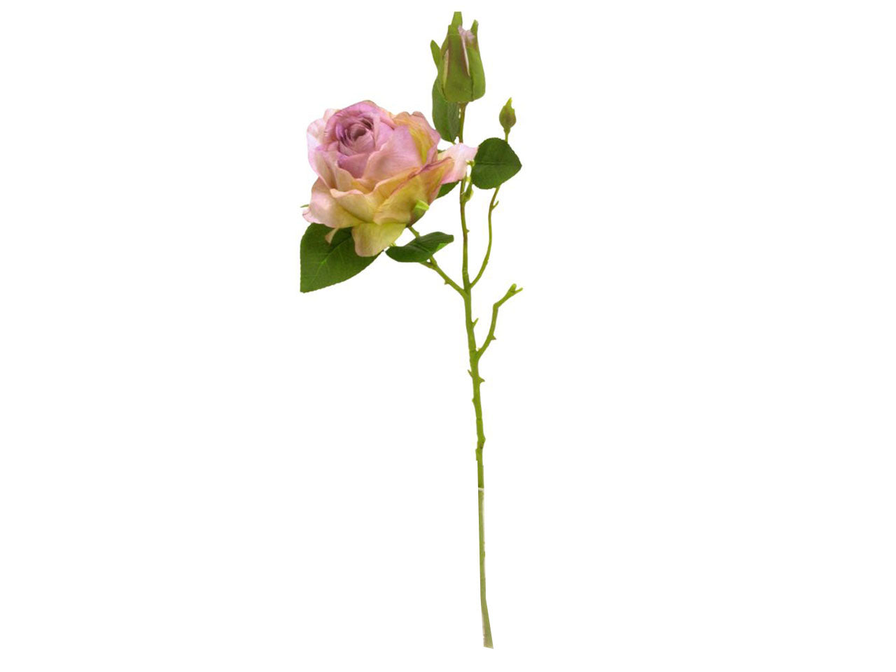 Rosa spruzzata 1 fiore 1 gemma lavanda