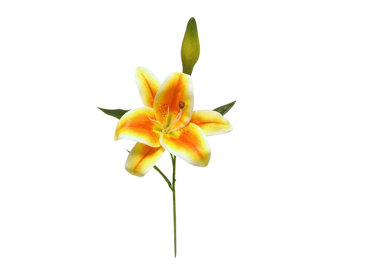 Tiger lily spruzzata 1 fiore 1 gemma orange