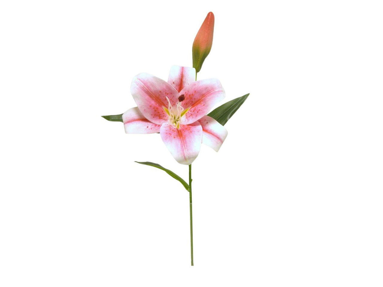 Tiger lily spruzzata 1 fiore 1 gemma rhubrum