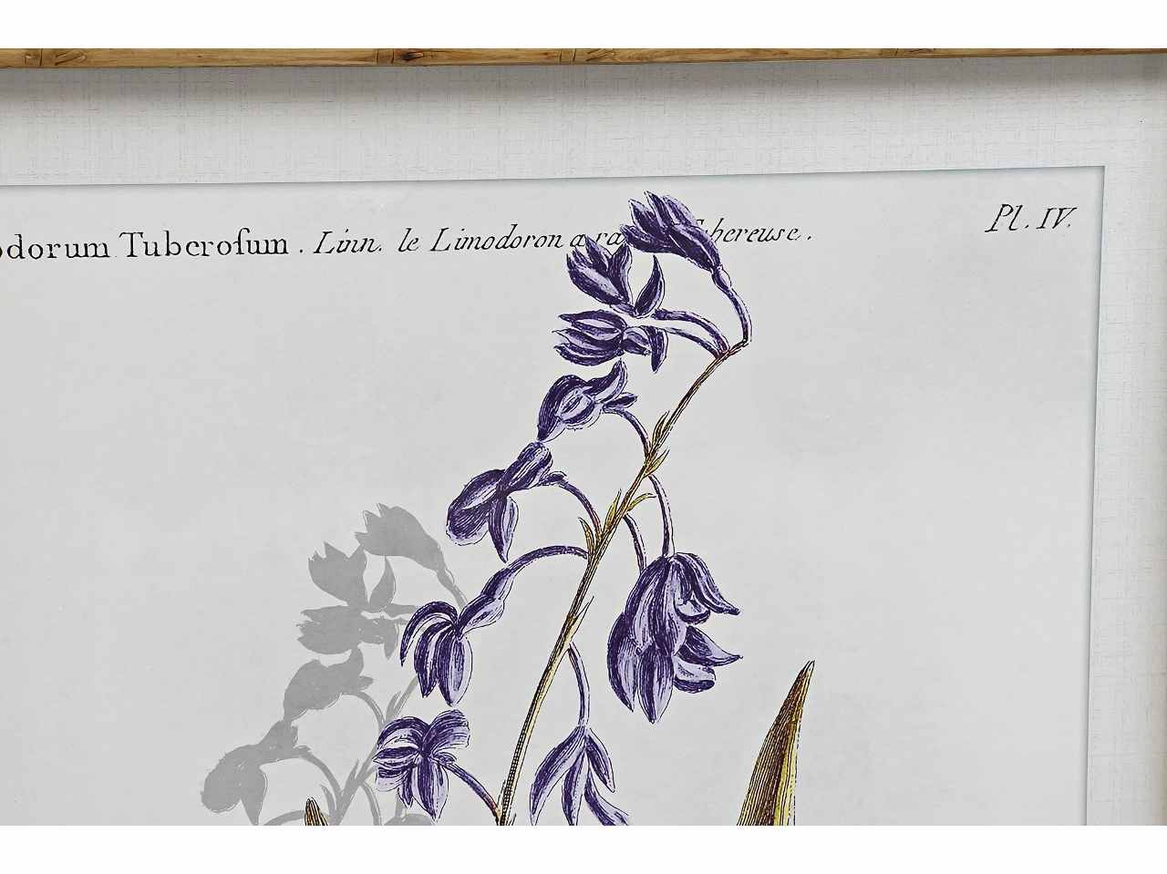 Quadro 50x70cm botanico cu-187490
