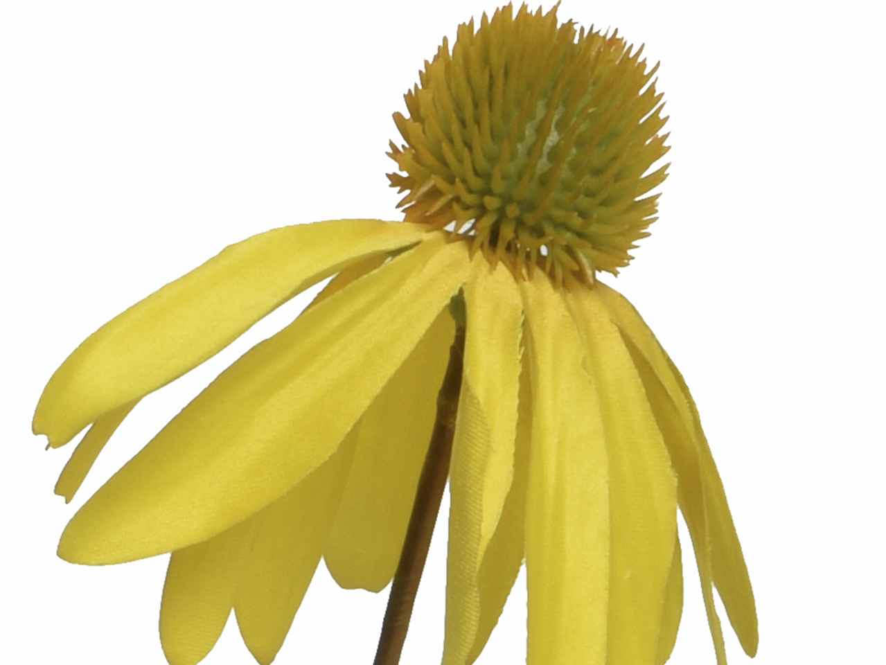 Fiore di echinacea h.92cm giallo