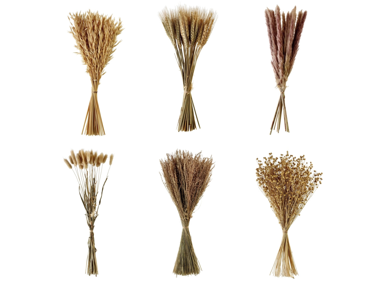 Bouquet di fiori essiccati 50cm in 6 modelli assortiti