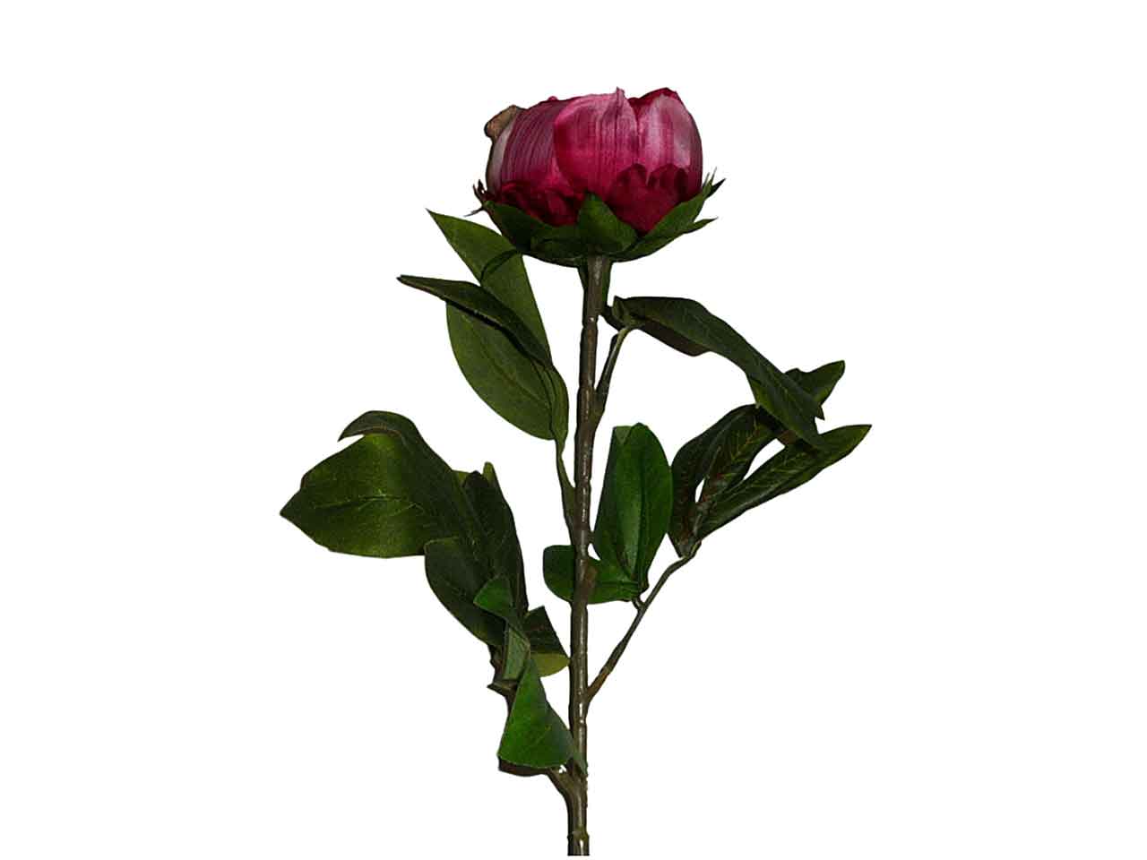 Peonia rossa 9210