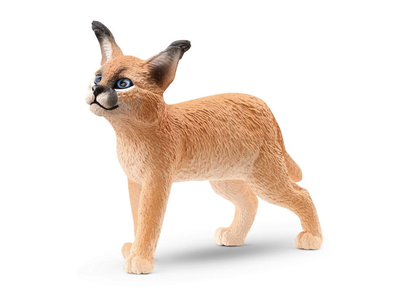 Cucciolo di caracal