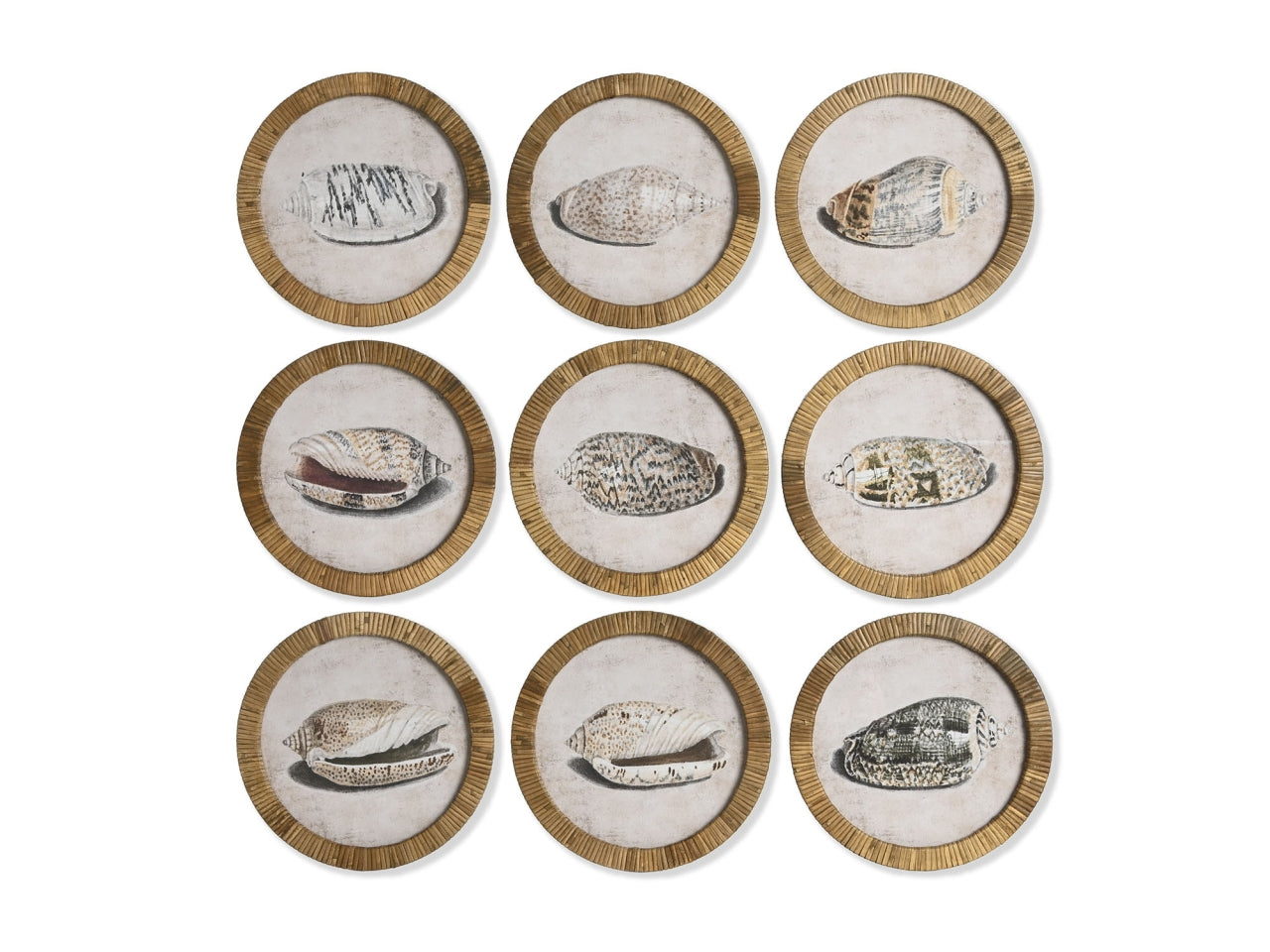 Quadro cristallo rattan 30x2x30cm soggetto conchiglia in 9 modelli