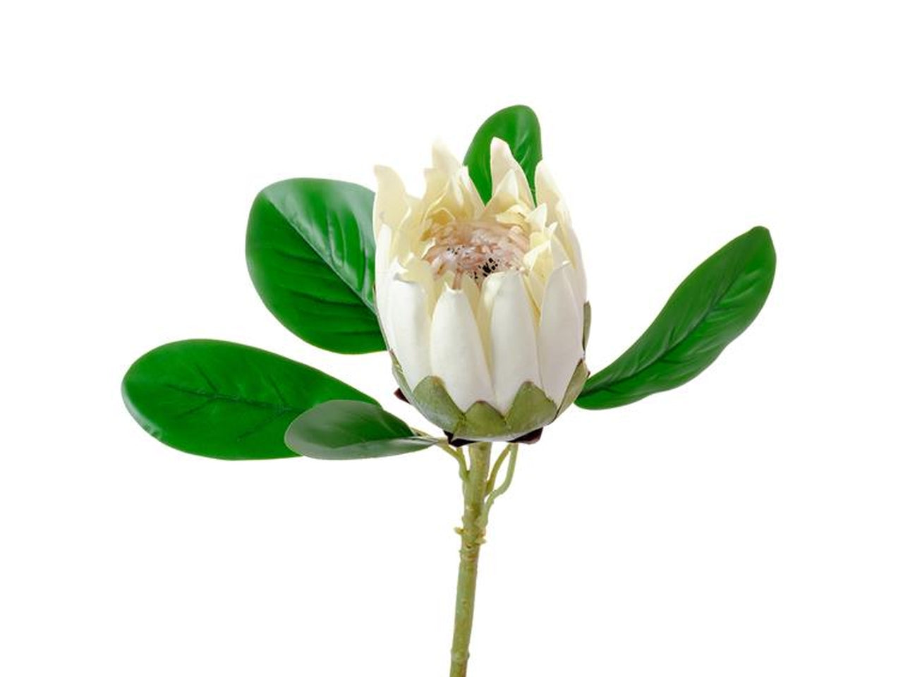 Protea burdetti avorio