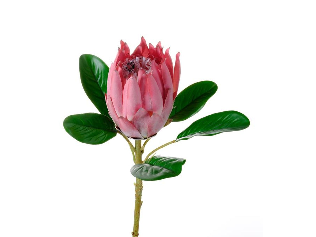 Protea burdetti rosa