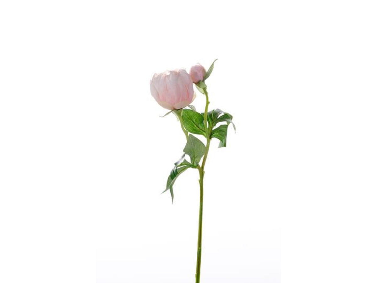 Mini peonia con bocciolo rosa