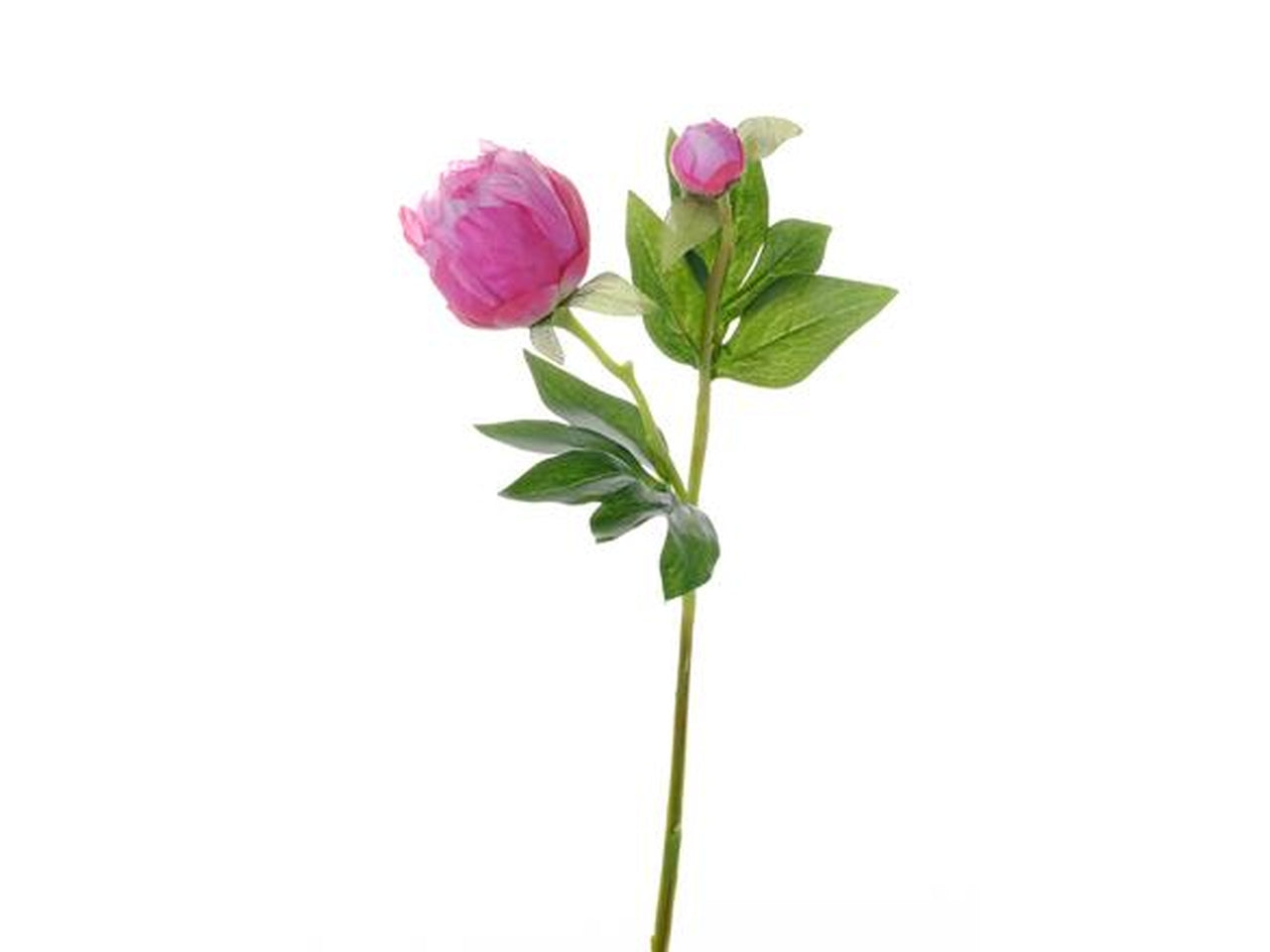 Mini peonia con bocciolo fucsia