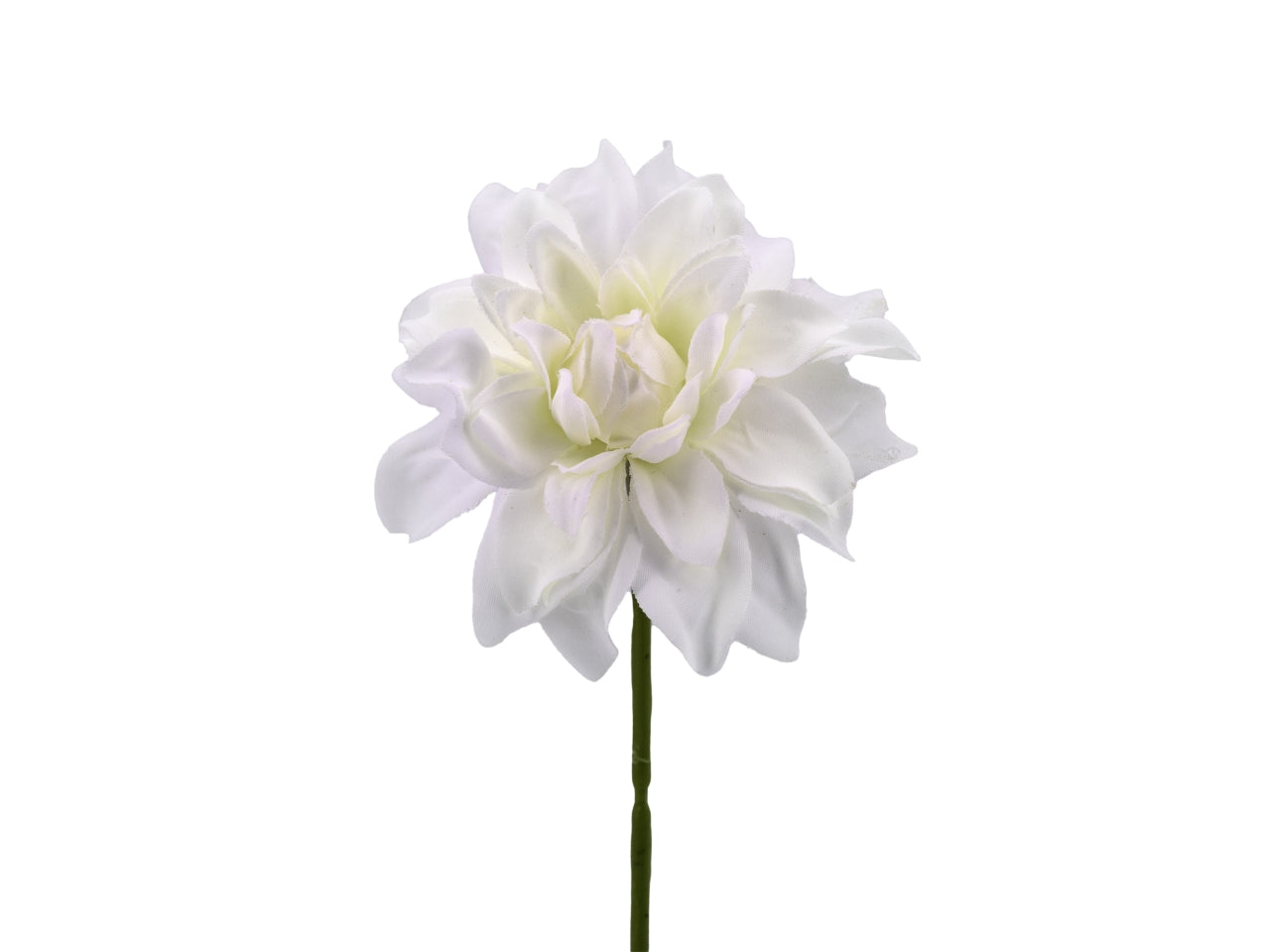 Confezione da 6 dalie piccole panna