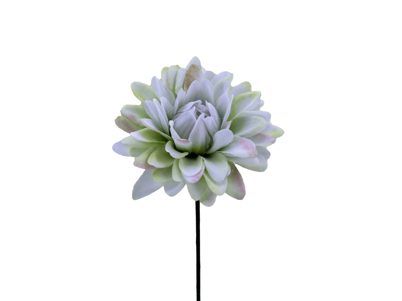Confezione di 6 dalie piccole blu