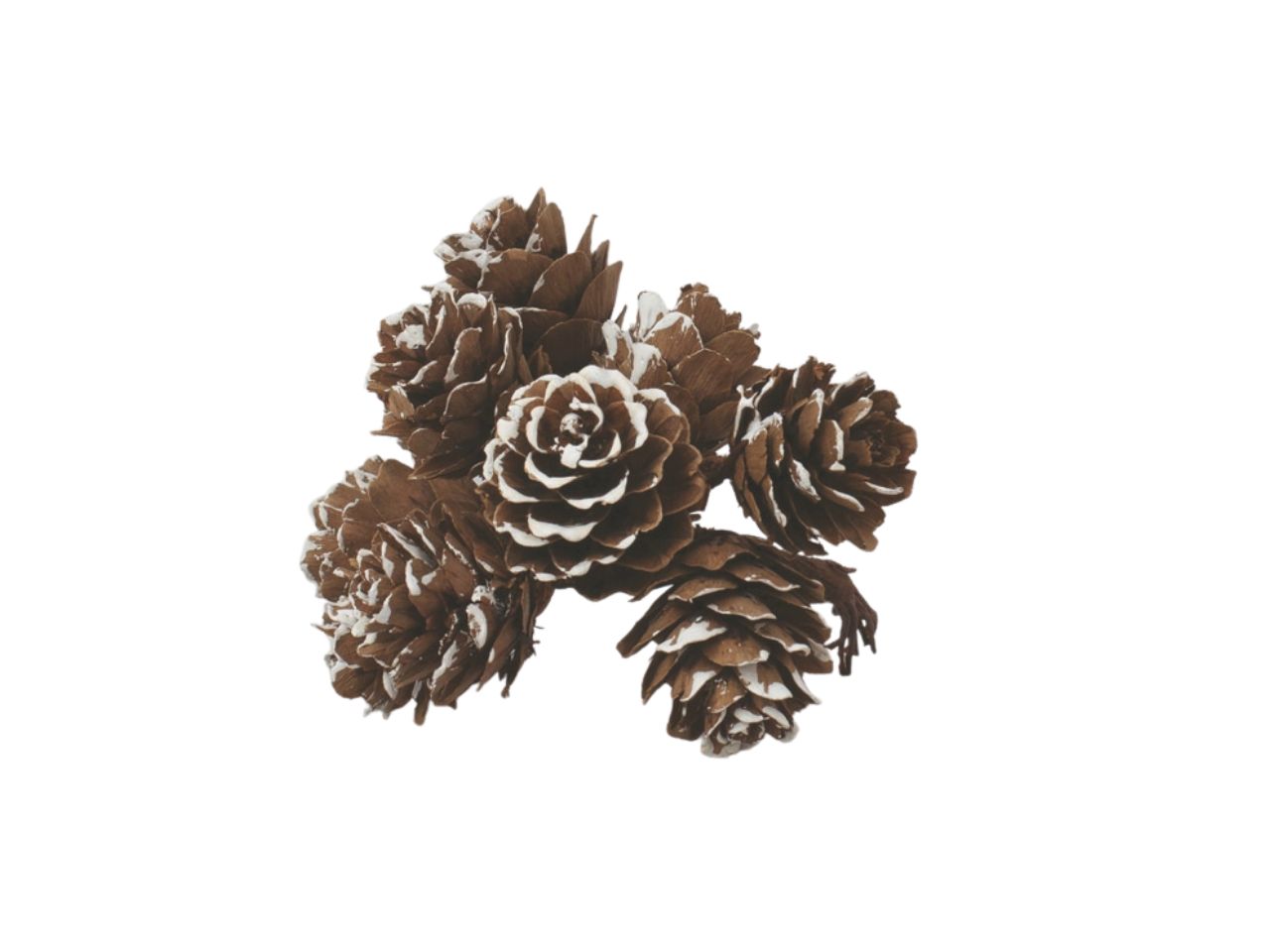 Pigne innevate 2,5cm 6 pezzi