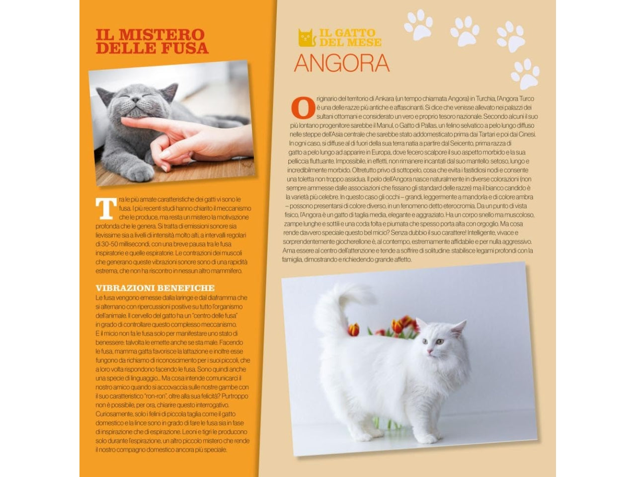 Calendario gatti2026