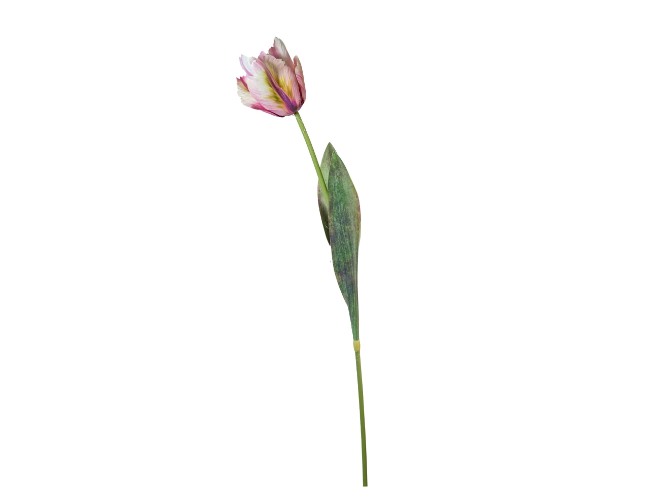 Ramo tulipano 70cm crema rosa