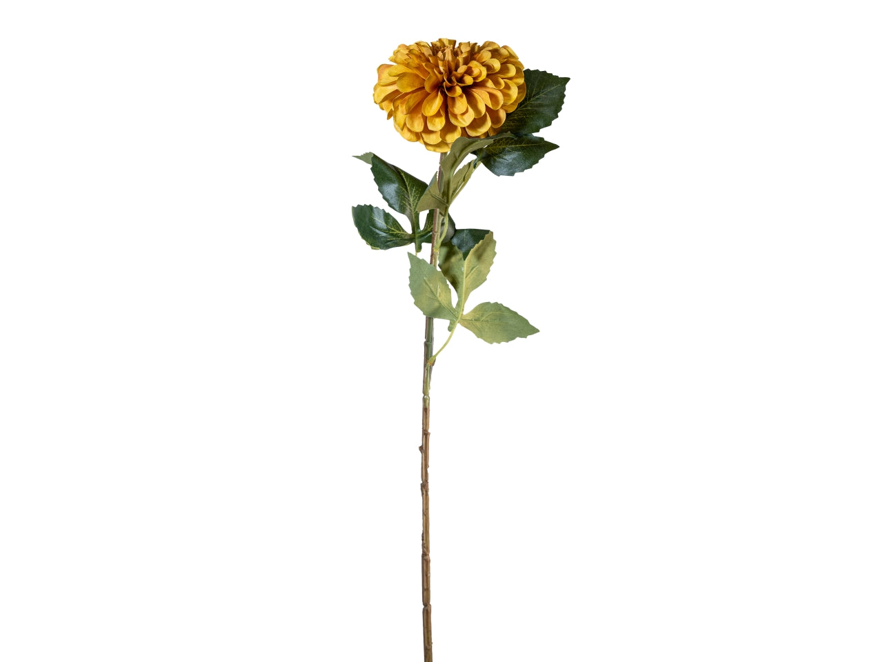 Ramo zinnia autunnale 70cm senape