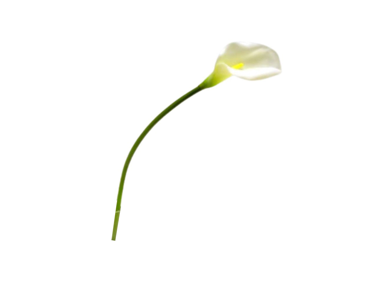Calla lily spray 73cm colore 05