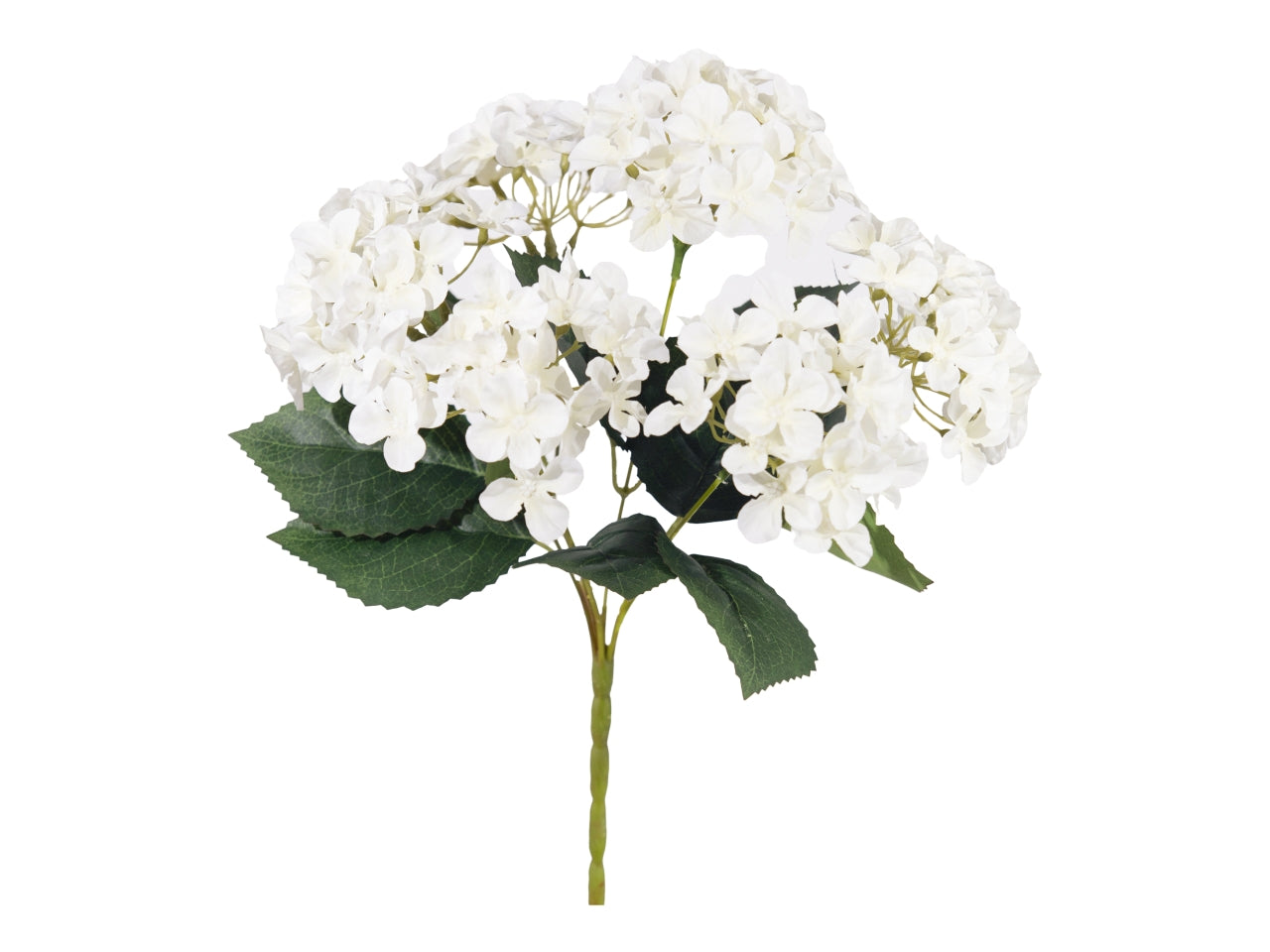 Mazzo ortensia x 6 bianco