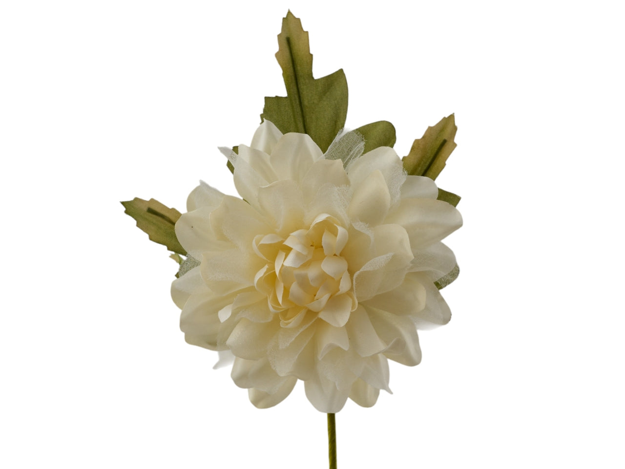 Dalia con foglie panna