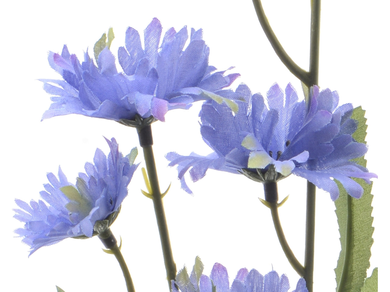 Fiordaliso viola 5x12xh.55cm