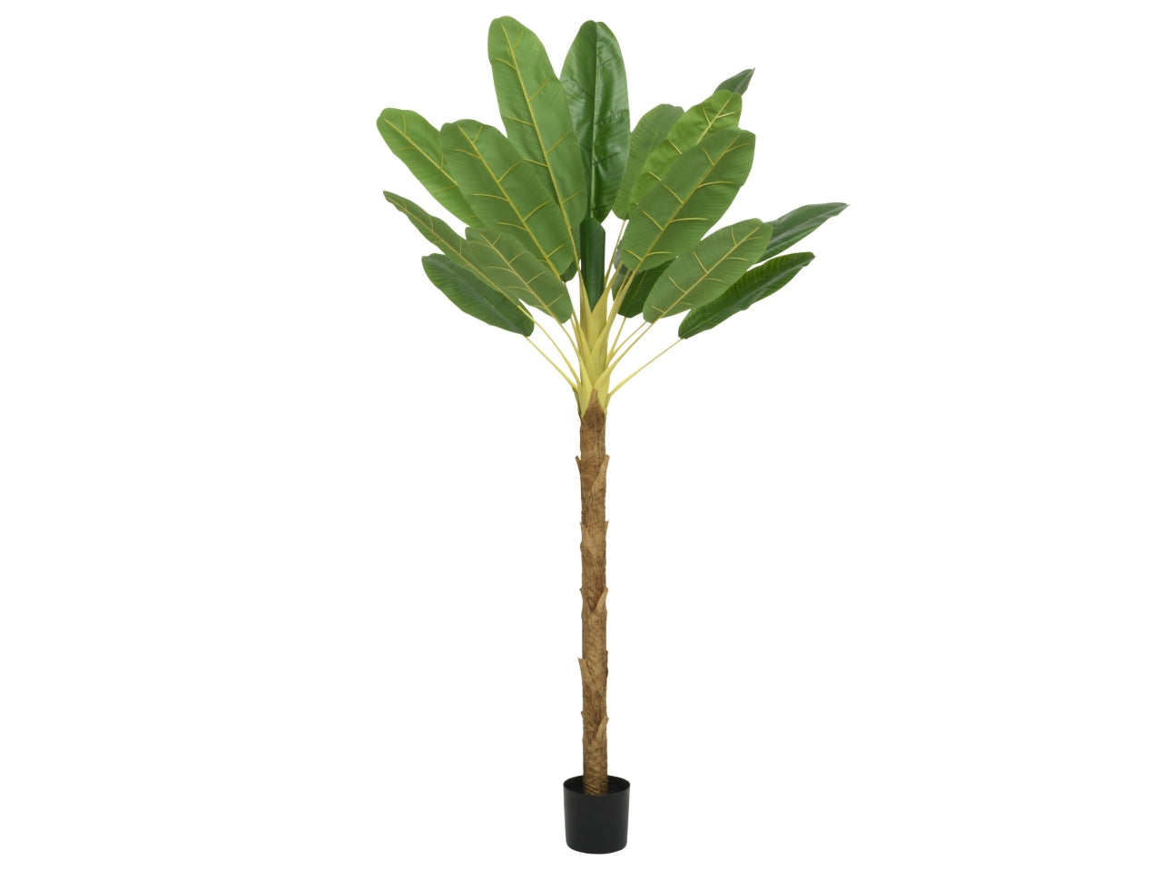 Pianta di banano 120x100xh.180cm