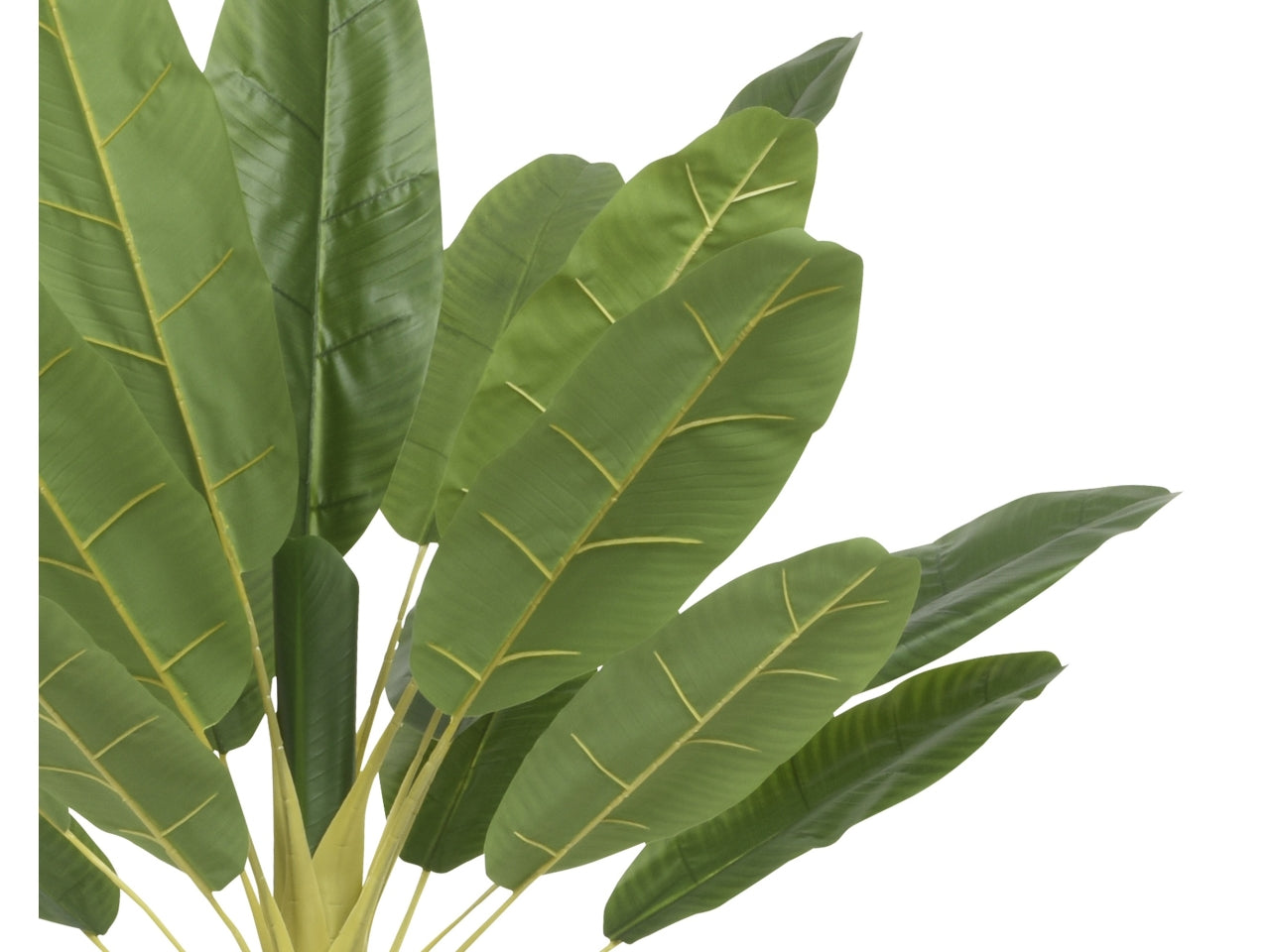 Pianta di banano 120x100xh.180cm