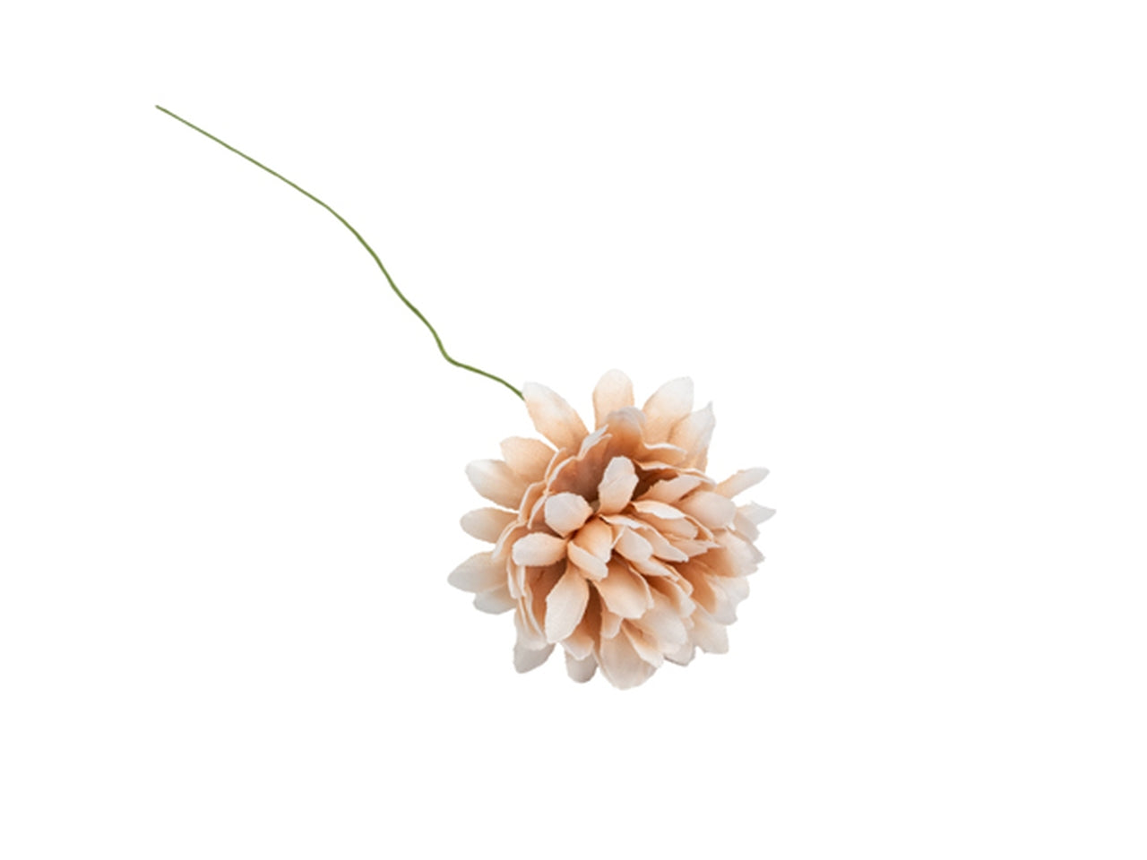 Dalia beige in confezione da 36 fiori